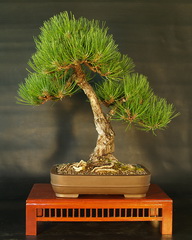 بونسای کاج سياه